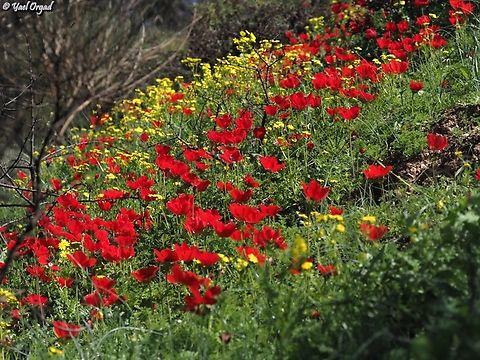 Anemone coronaria  Anemone coronaria,Geotagged,Israel,Poppy anemone,Winter