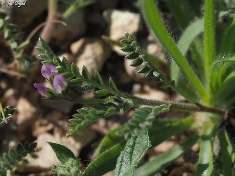 Astragalus asterias  Astragalus asterias,Geotagged,Israel,Winter