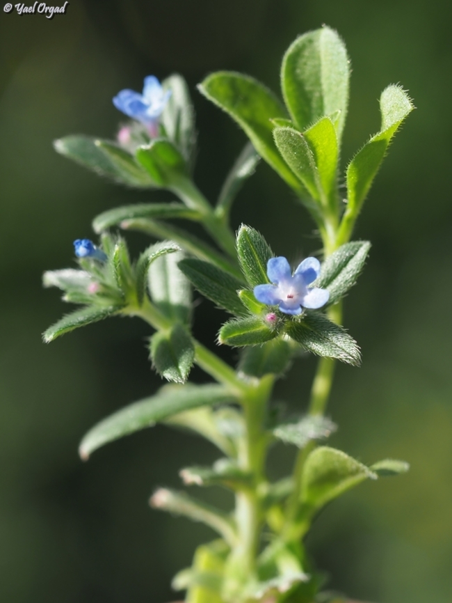 Buglossoides tenuiflora  Buglossoides tenuiflora,Geotagged,Israel,Winter