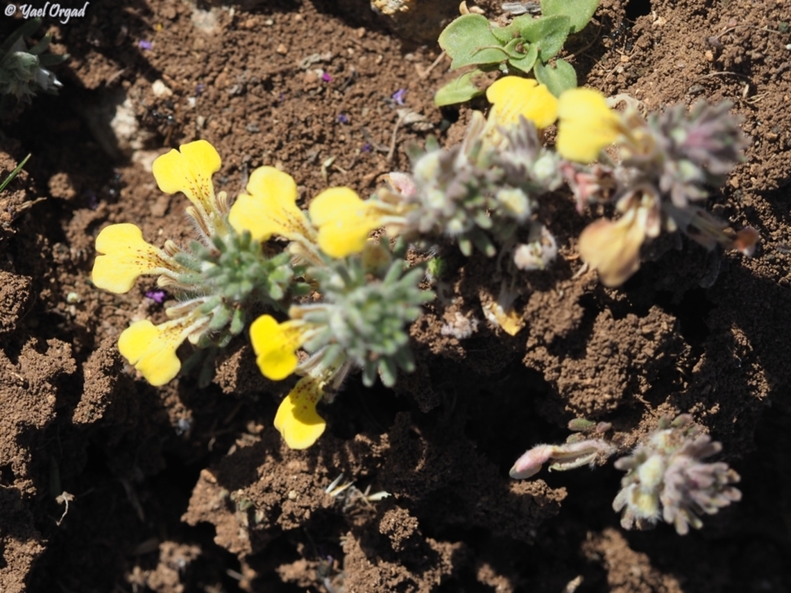 Ajuga chamaepitys  Ajuga chamaepitys,Geotagged,Israel,Winter,Yellow Bugle