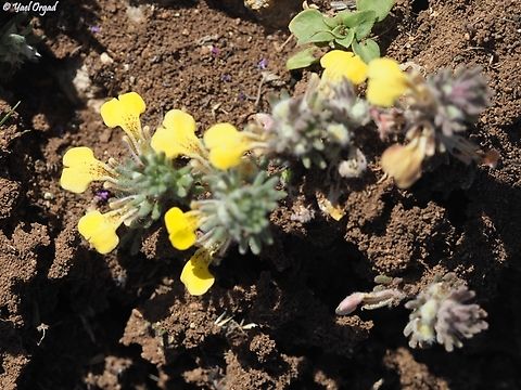 Ajuga chamaepitys  Ajuga chamaepitys,Geotagged,Israel,Winter,Yellow Bugle