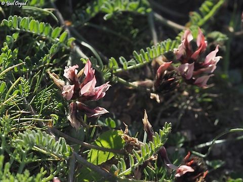 Astragalus palaestinus  Astragalus palaestinus,Geotagged,Israel,Winter