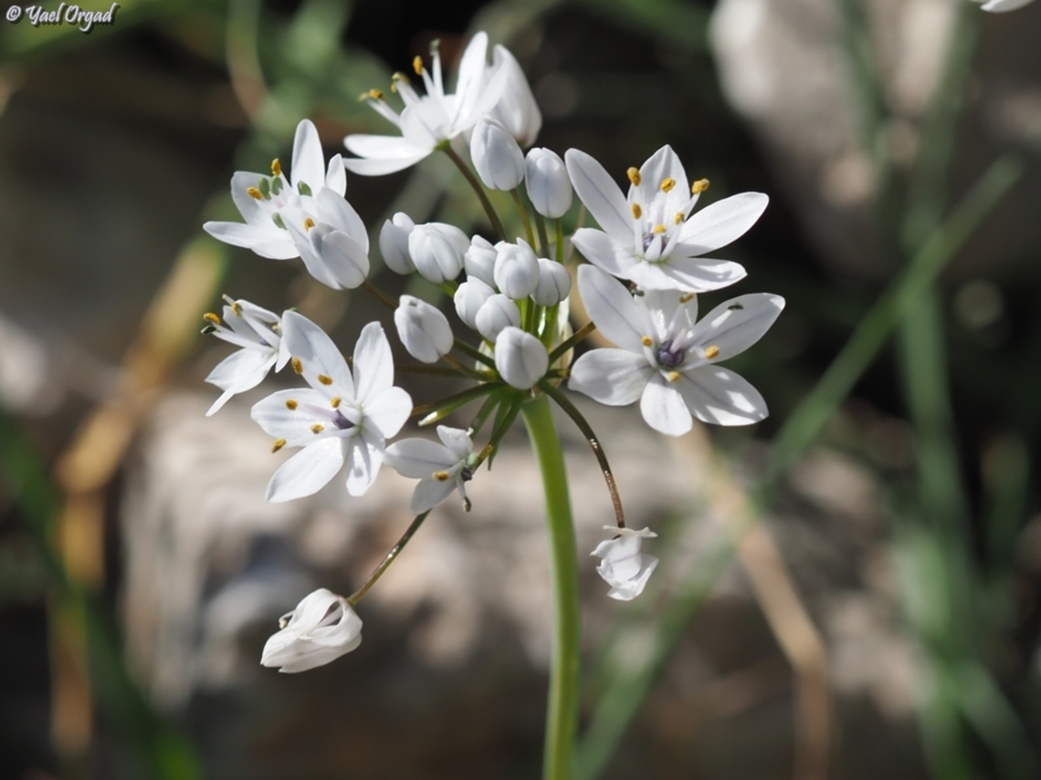 Allium palaestinum  Allium palaestinum,Geotagged,Israel,Winter