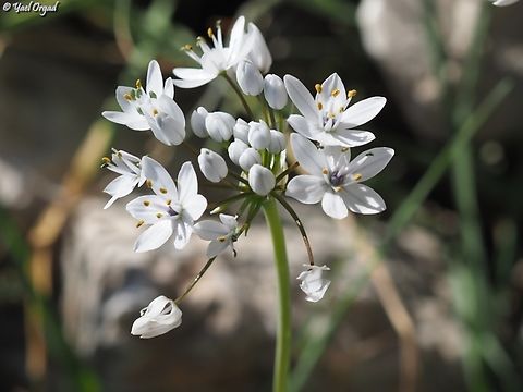 Allium palaestinum  Allium palaestinum,Geotagged,Israel,Winter