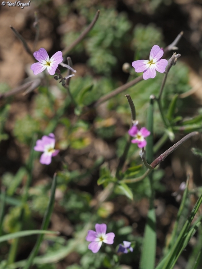 Malcolmia chia  Geotagged,Israel,Malcolmia chia,Winter
