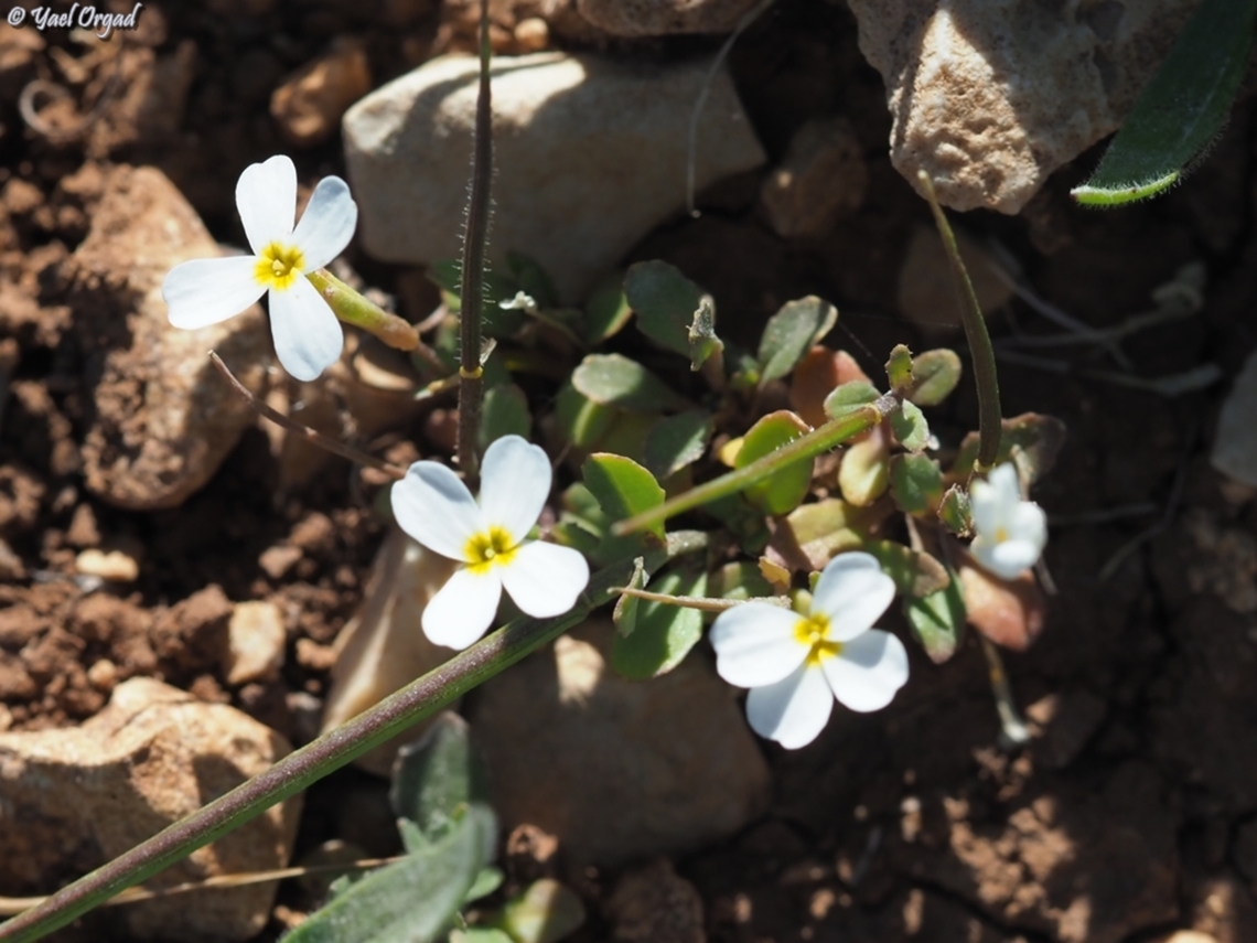 Malcolmia crenulata apparantly now it's Zuvanda crenulata Geotagged,Israel,Winter,Zuvanda crenulata
