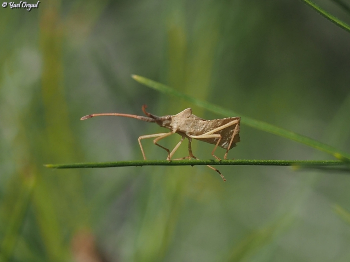 Syromastus rhombeus  Geotagged,Israel,Rhombic Leatherbug,Syromastus rhombeus,Winter