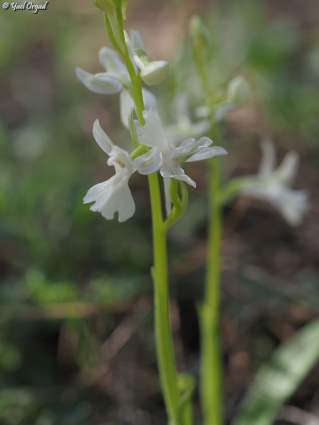 Orchis anatolica - albino  Geotagged,Israel,Orchis anatolica,Winter