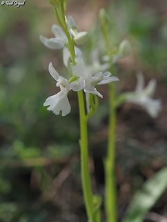 Orchis anatolica - albino  Geotagged,Israel,Orchis anatolica,Winter