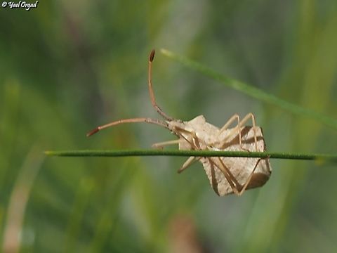 Syromastus rhombeus  Geotagged,Israel,Rhombic Leatherbug,Syromastus rhombeus,Winter