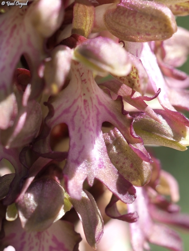 Himantoglossum robertianum  Geotagged,Himantoglossum robertianum,Israel,Robert's Orchid,Winter
