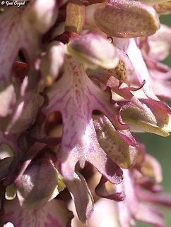 Himantoglossum robertianum  Geotagged,Himantoglossum robertianum,Israel,Robert's Orchid,Winter