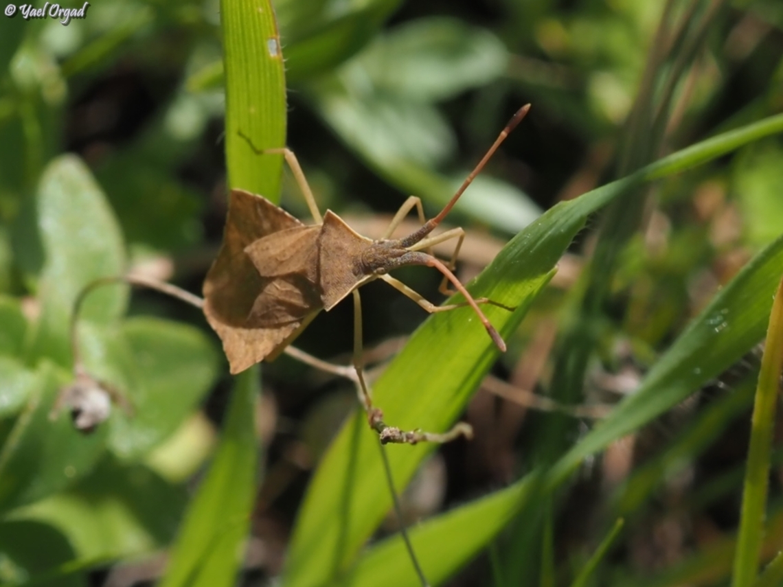 Syromastus rhombeus  Geotagged,Israel,Rhombic Leatherbug,Syromastus rhombeus,Winter