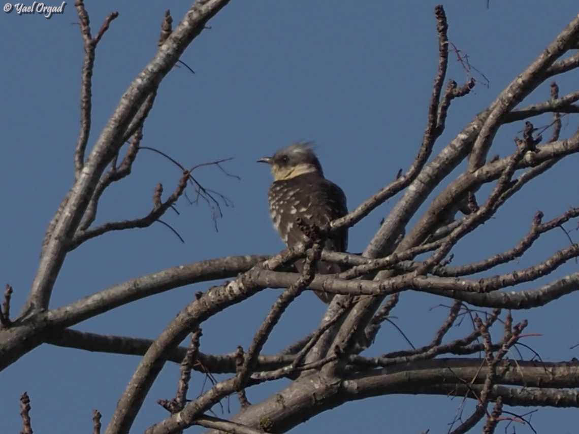 Clamator glandarius  Clamator glandarius,Geotagged,Great spotted cuckoo,Israel,Winter