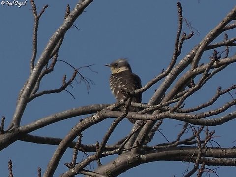Clamator glandarius  Clamator glandarius,Geotagged,Great spotted cuckoo,Israel,Winter