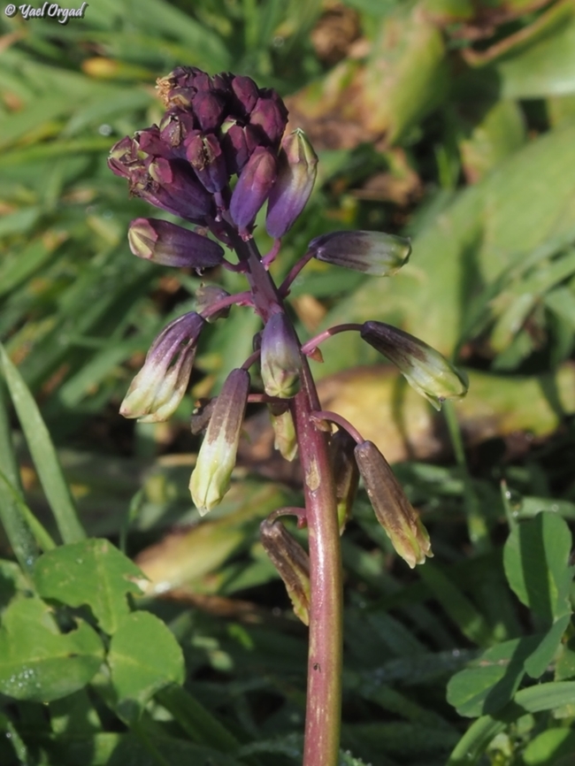 Bellevalia trifoliata  Bellevalia trifoliata,Geotagged,Israel,Three-Leaved Hyacinth,Winter