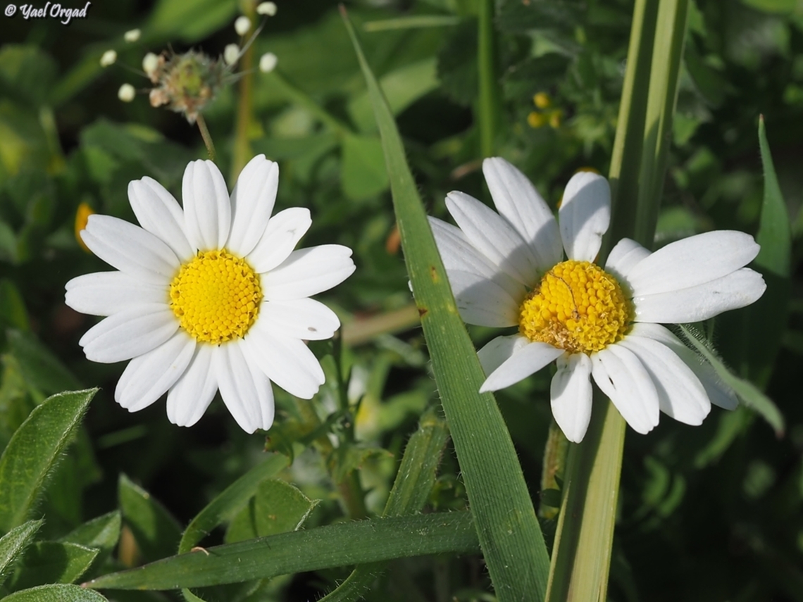 Anthemis philistea  Anthemis philistea,Geotagged,Israel,Winter