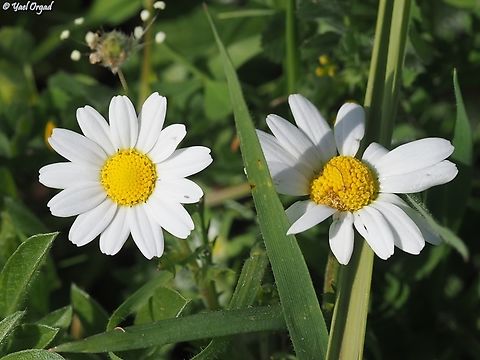 Anthemis philistea  Anthemis philistea,Geotagged,Israel,Winter