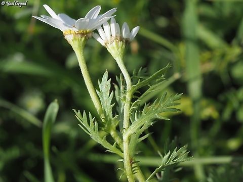 Anthemis philistea  Anthemis philistea,Geotagged,Israel,Winter