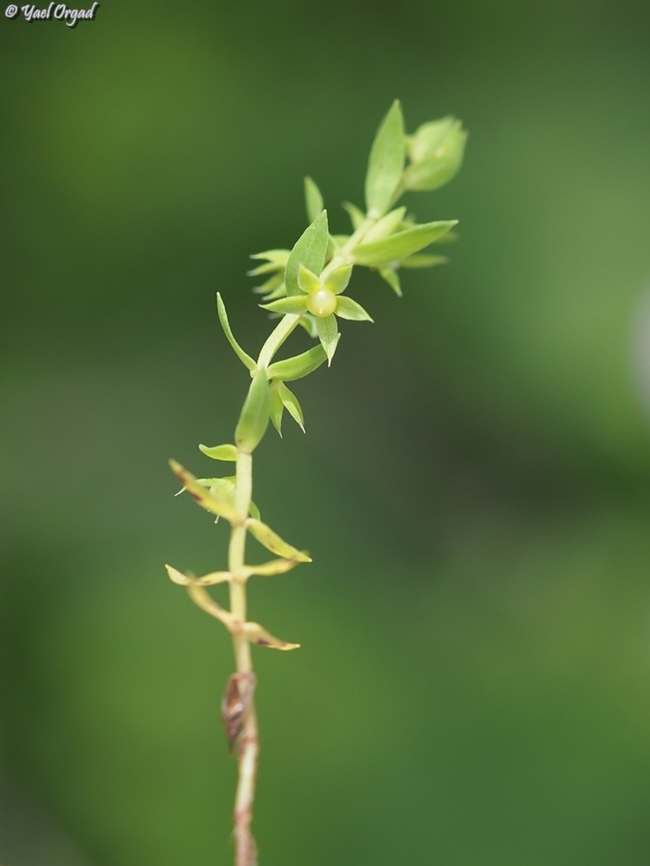 Asterolinon linum-stellatum  Asterolinon linum-stellatum,Geotagged,Israel,Winter