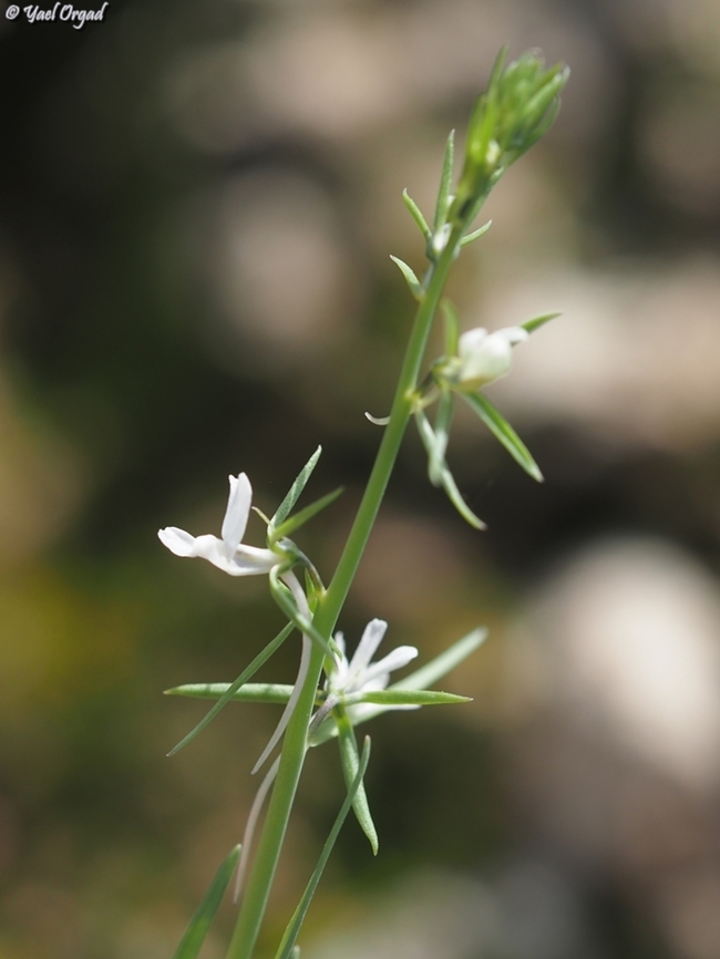 Linaria chalepensis  Geotagged,Israel,Linaria chalepensis,Mediterranean Toadflax,Winter
