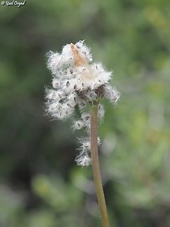 Anemone coronaria  Anemone coronaria,Geotagged,Israel,Poppy anemone,Winter