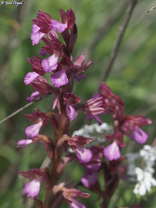 Anacamptis papilionacea ssp. palaestina  Anacamptis papilionacea,Geotagged,Israel,Pink-butterfly Orchid,Winter