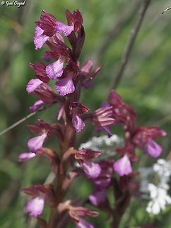 Anacamptis papilionacea ssp. palaestina  Anacamptis papilionacea,Geotagged,Israel,Pink-butterfly Orchid,Winter