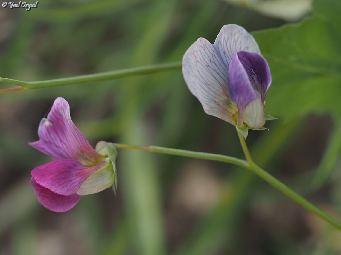 Pisum sativum  Geotagged,Israel,Pea,Pisum sativum,Winter