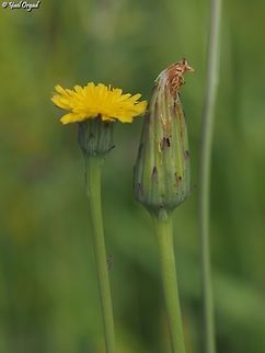 Hypochaeris glabra  Geotagged,Hypochaeris glabra,Israel,Winter
