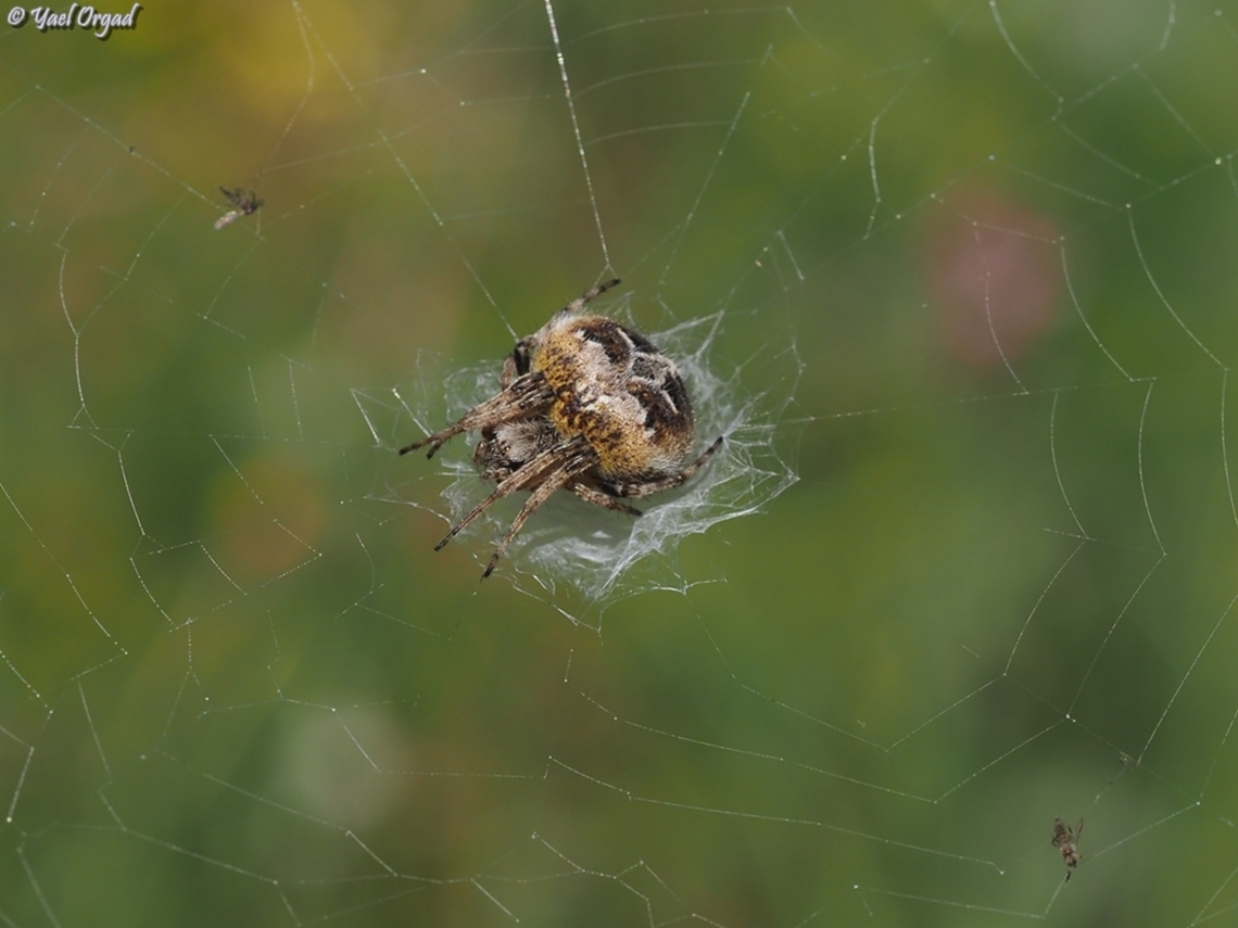 Agalenatea redii  Agalenatea redii,Geotagged,Gorse Orbweaver,Israel,Winter