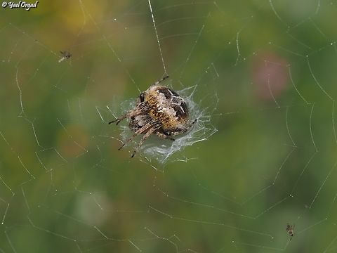 Agalenatea redii  Agalenatea redii,Geotagged,Gorse Orbweaver,Israel,Winter
