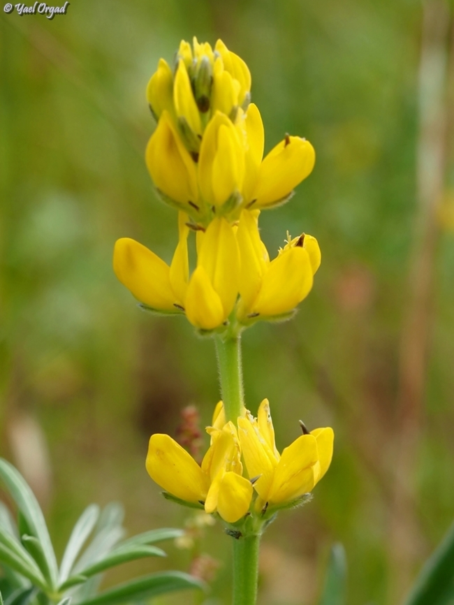 Lupinus luteus  Annual Yellow-lupin,Geotagged,Israel,Lupinus luteus,Winter