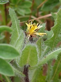 Centaurea benedicta  Cnicus,Cnicus benedictus,Geotagged,Israel,Winter