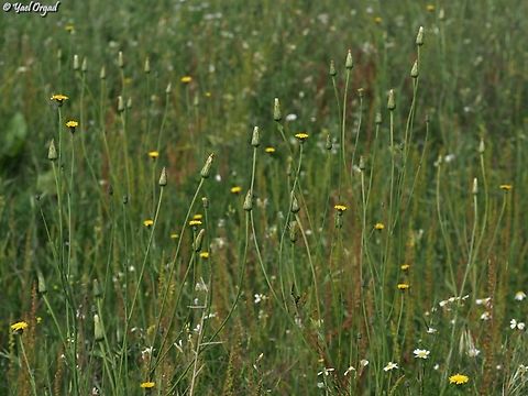 Hypochaeris glabra  Geotagged,Hypochaeris glabra,Israel,Winter