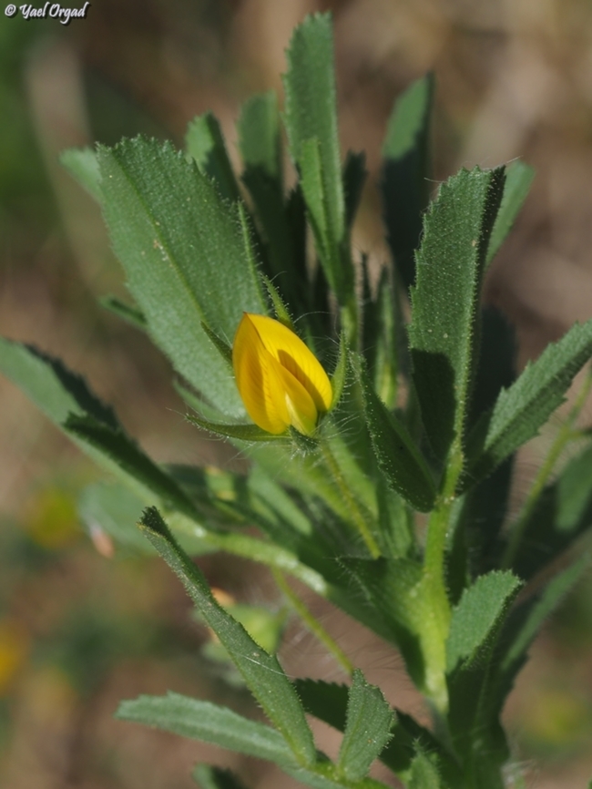 Ononis viscosa  Geotagged,Israel,Ononis viscosa,Winter