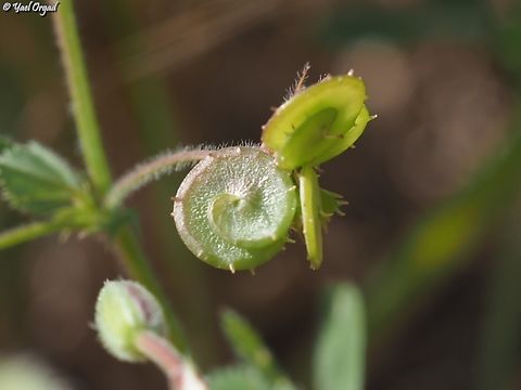 Medicago tornata  Disc Medick,Geotagged,Israel,Medicago tornata,Winter