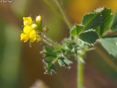 Medicago tornata  Disc Medick,Geotagged,Israel,Medicago tornata,Winter