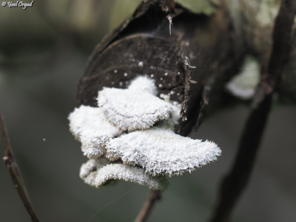 Schizophyllum commune  Geotagged,Israel,Schizophyllum commune,Splitgill Mushroom,Winter
