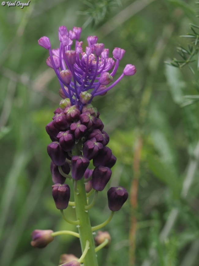 Muscari comosum  Geotagged,Israel,Muscari comosum,Tassel grape hyacinth,Winter
