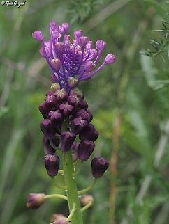 Muscari comosum  Geotagged,Israel,Muscari comosum,Tassel grape hyacinth,Winter