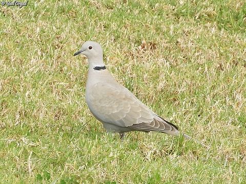 Streptopelia decaocto  Eurasian collared dove,Geotagged,Israel,Streptopelia decaocto,Winter
