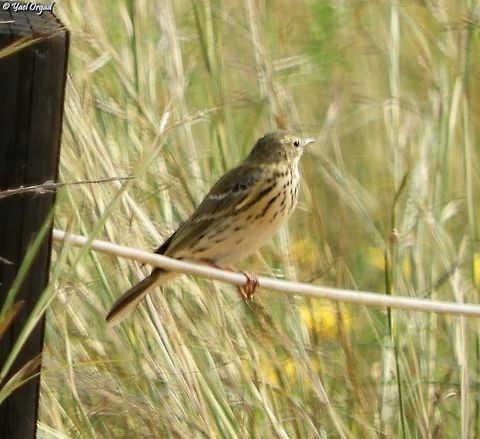 Anthus pratensis  Anthus pratensis,Geotagged,Israel,Meadow pipit,Winter