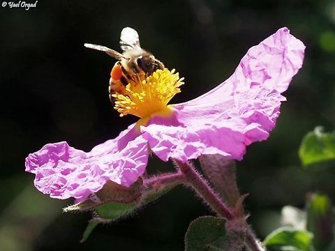 honeybee on Cistus creticus  Cistus creticus,Geotagged,Hoary Rock-Rose,Israel,Winter