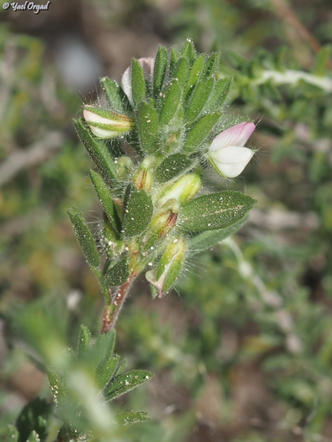Ononis mollis  Geotagged,Israel,Ononis mollis,Winter