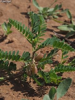 Astragalus boeticus  Astragalus boeticus,Geotagged,Israel,Winter