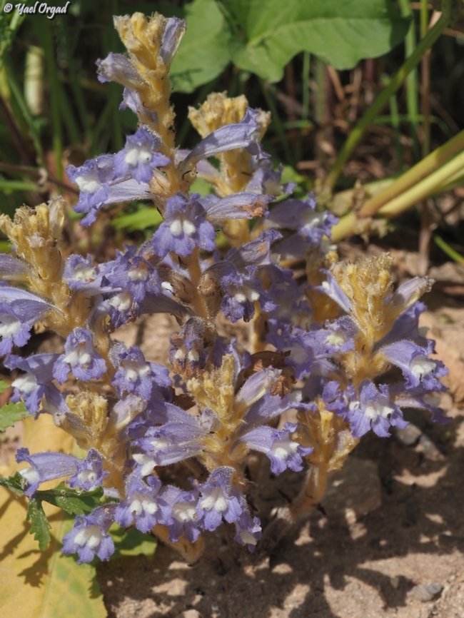 Phelipanche aegyptiaca  Egyptian broomrape,Geotagged,Israel,Orobanche aegyptiaca,Winter