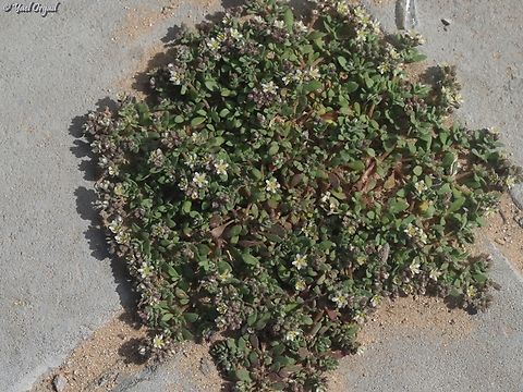 Polycarpon succulentum  Geotagged,Israel,Polycarpon succulentum,Winter