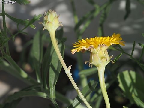 Reichardia tingitana  Geotagged,Israel,Reichardia tingitana,Winter