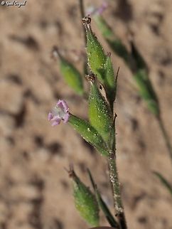 Silene macrodonta  Geotagged,Israel,Silene macrodonta,Winter